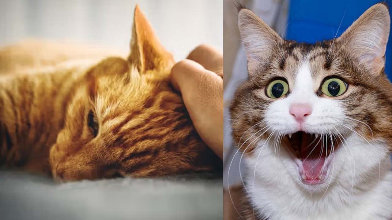 5 Tanda Kucing Kesayangan Sedang Stress dan Cara Mengatasinya