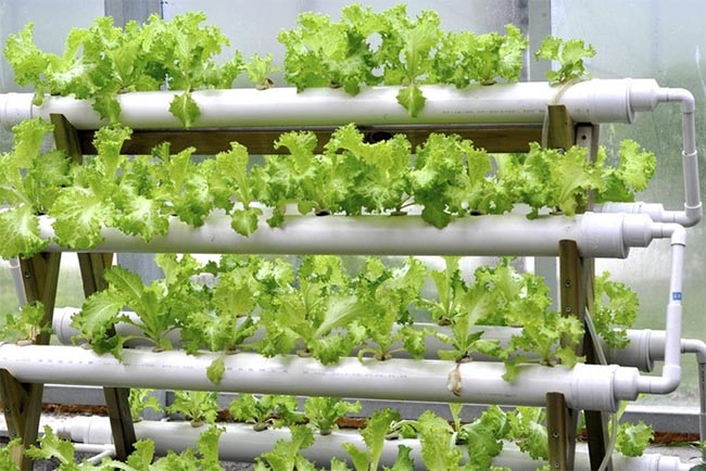 Panen Sayur Segar di Rumah Tanpa Tanah? Rahasia Hidroponik yang Mudah dan Hemat Biaya