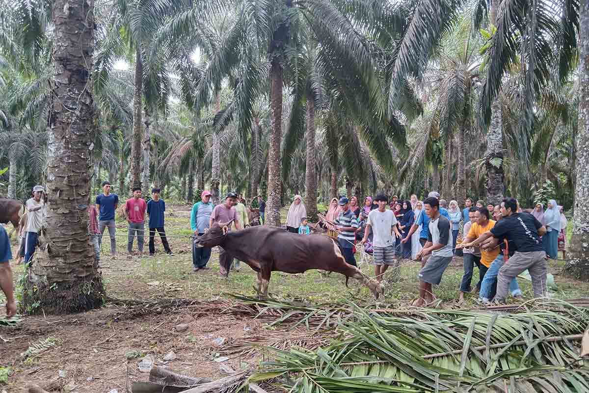 Mukomuko Sembelih 1014 Ekor Kurban, Jenis Kerbau Terbanyak di Teramang Jaya