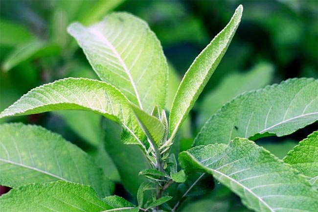 Tahukah Kalian Ternyata Daun Sembung Punya Banyak Manfaat Bagi Kesehatan, Ayok Simak Ulasannya di Sini!