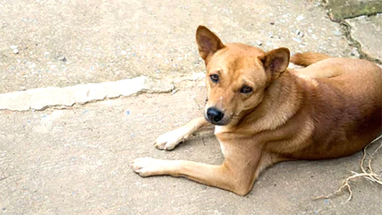 Penular Rabies, Anjing, Kucing Hingga Monyet Gigit 41 Warga Mukomuko