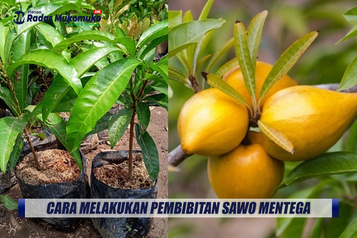 Langka dan Sensitif, Begini Cara Melakukan Pembibitan Sawo Mentega yang Unik dan Nikmat