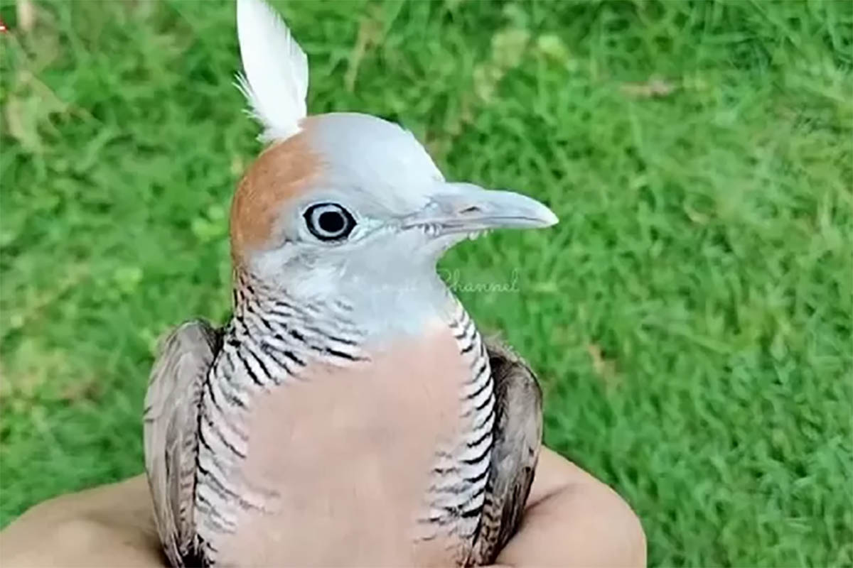 Filosofi Burung Peliharaan Perkutut Katurangga Pangeran Diponegoro di Eropa Tidak Ada
