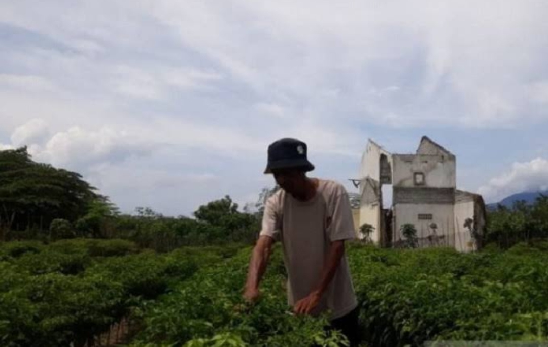 Petani Kurang Makmur dan Sejahtera Serta Tidak Dihargai ? Sehingga Anak Muda Indonesia Enggan Jadi Petani