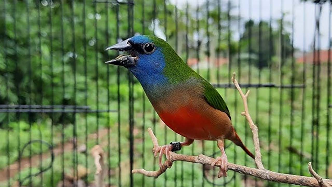 Pengen Punya Peliharaan yang Banyak di Aviary? Begini Cara Breeding Burung Emprit Pelangi