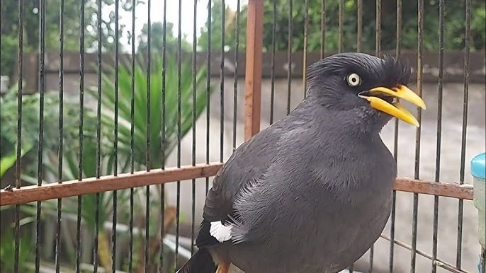 Daftar Nama Burung Yang Bisa Bicara, Nomor 5 Sering Beterbangan Sekitar Rumah