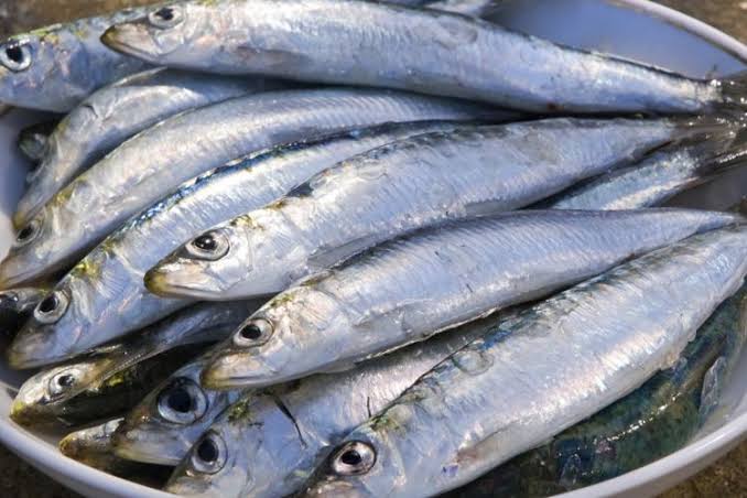 Tuna Sarden Salmon 3 Jenis Ikan Ini Ternyata Dapat Menurunkan Berat Badan, Berikut Kandunganya
