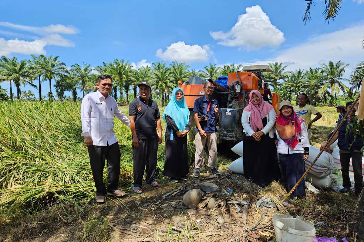 Gembira, Petani Mukomuko Memasuki Musim Panen Padi Sawah