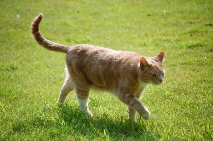 Dua Sisi Si Bulu Oranye: Mengungkap Perbedaan Kucing Oren Domestik vs Liar