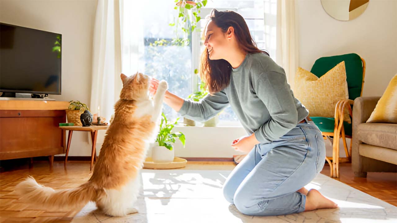 3 Trik Berkomunikasi dengan Kucing Peliharaan Anda, Agar Memiliki Ikatan yang Kuat