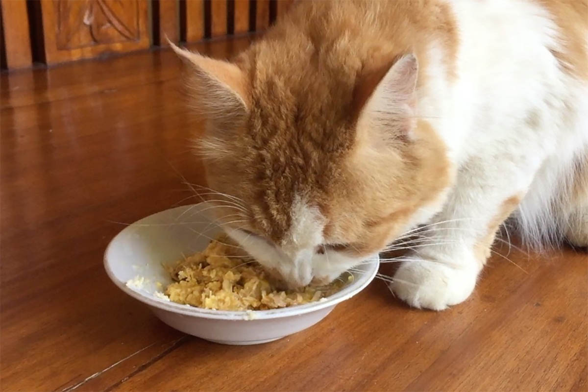 Tak Harus Ikan Tempe Pun Jadi, Begini Cara Membuat Makanan Kucing dari Tempe Dijamin Disukai Kucing