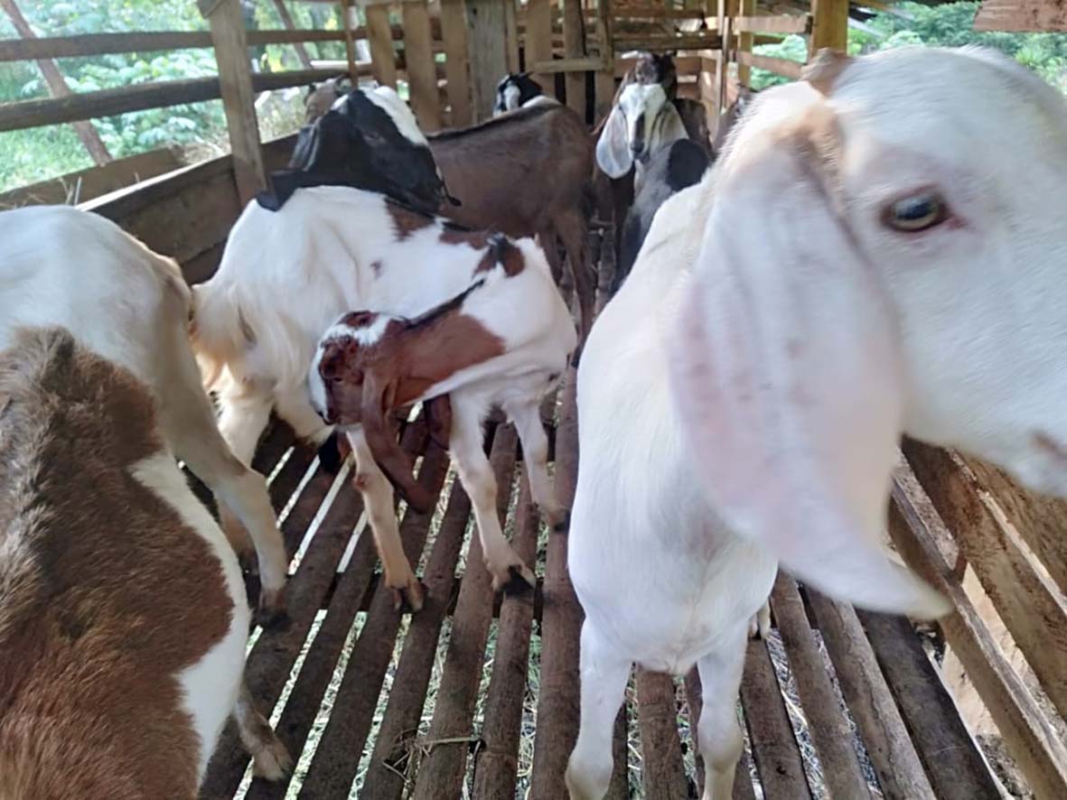 Gerakan Cinta Tanah Gunakan Pupuk Kotoran Kambing