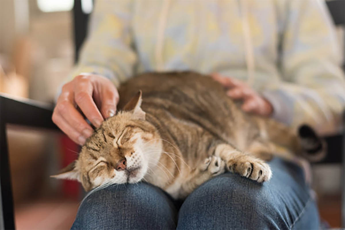 5 Alasan Mengapa Kucing Sangat Suka Menghampiri dan Duduk di Pangkuan Kita