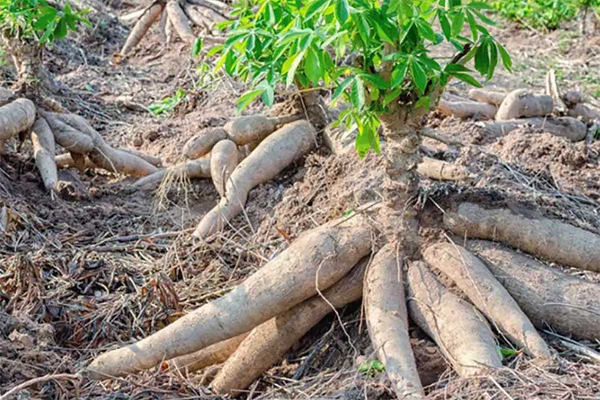 Bisa Hasilkan 40 Kg Hingga 50 Kg Per Pohon, Inilah Ide dan Inovasi Baru Menanam Singkong 