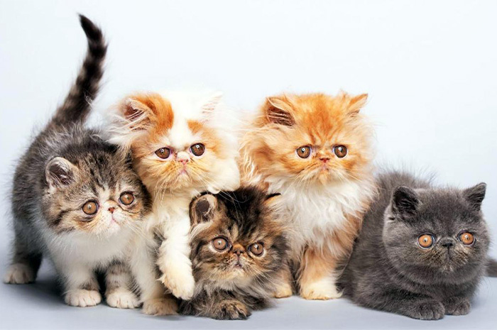 Mengenal Peliharaan Imut Teman di Rumah dan Jenis-jenisnya di Dunia, Cat Lovers Wajib Tau