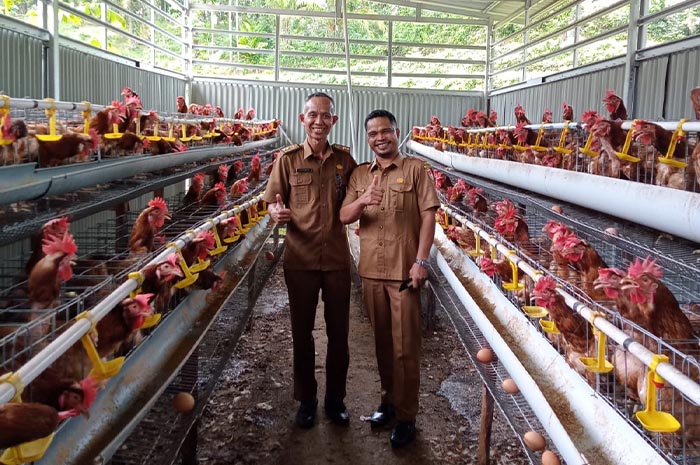 Desa Air Berau Sukses Budidaya Ayam Petelur