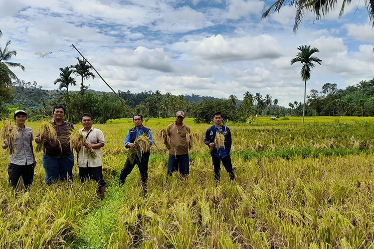 Harga Gabah Meroket, Hasil Panen Padi Selagan Raya Rendah 