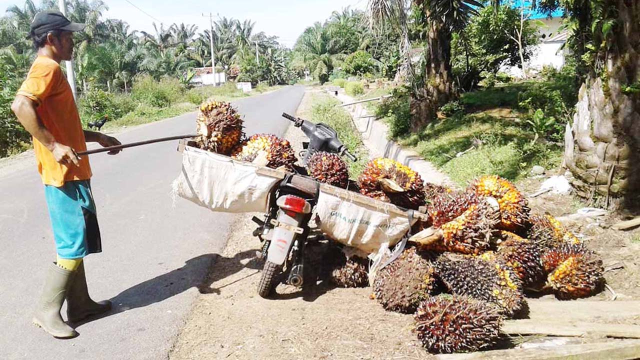 Harga TBS Masih Bikin Petani Full Senyum, Tapi Tetap Ada Kendala