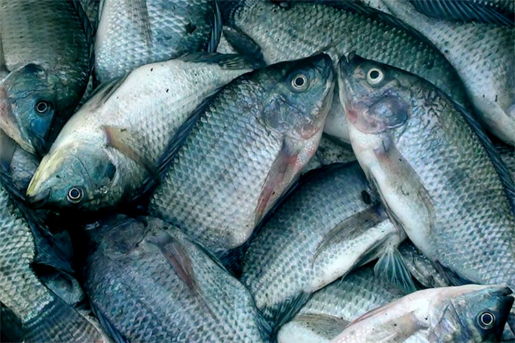 Jarang Diketahui, Ternyata Ikan Nila Punya Manfaat Bagi Kesehatan, Bisa Menurunkan Berat Badan