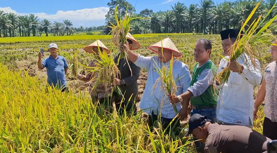 Petani Arah Tiga Panen Raya Padi MT II 2025, Dihadiri Bupati dan Anggota Dewan 