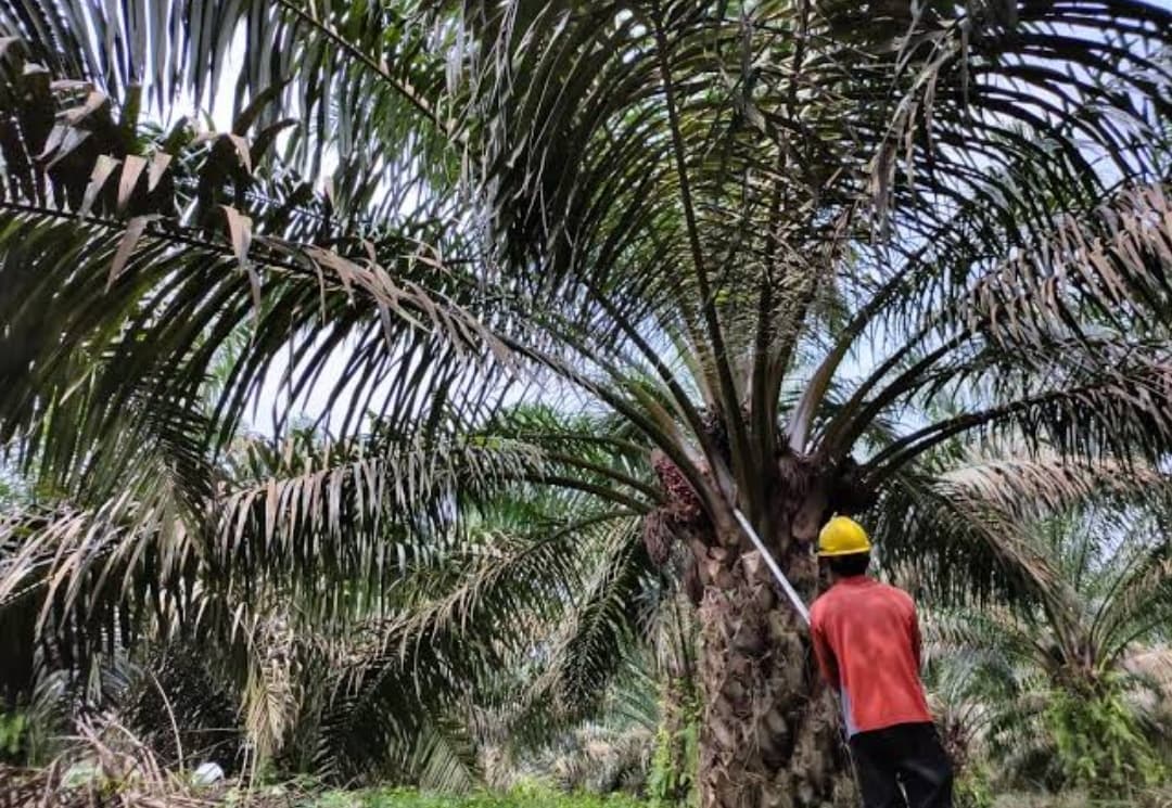 Ini Ciri-ciri Buah Sawit Siap Panen dan Sederet Manfaat Pupuk Organik