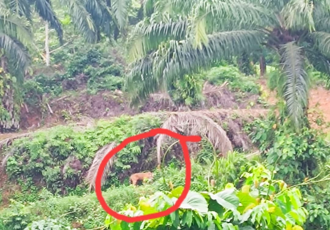 Harimau Sumatera Muncul di Perkebunan Sawit, Warga Diminta Berhati-Hati