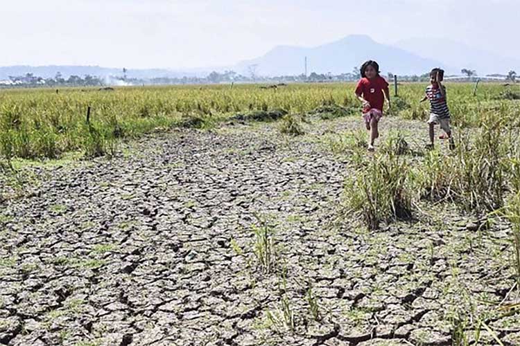 El Nino Semakin Mengganas, Sawit dan Padi Dipastikan Gagal Panen