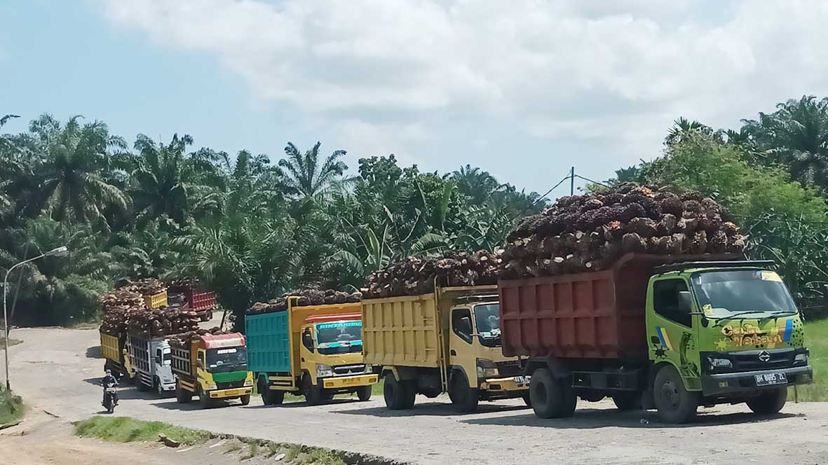 Libur Imlek, Harga TBS Kelapa Sawit Bergerak Naik, Berikut Rinciannya