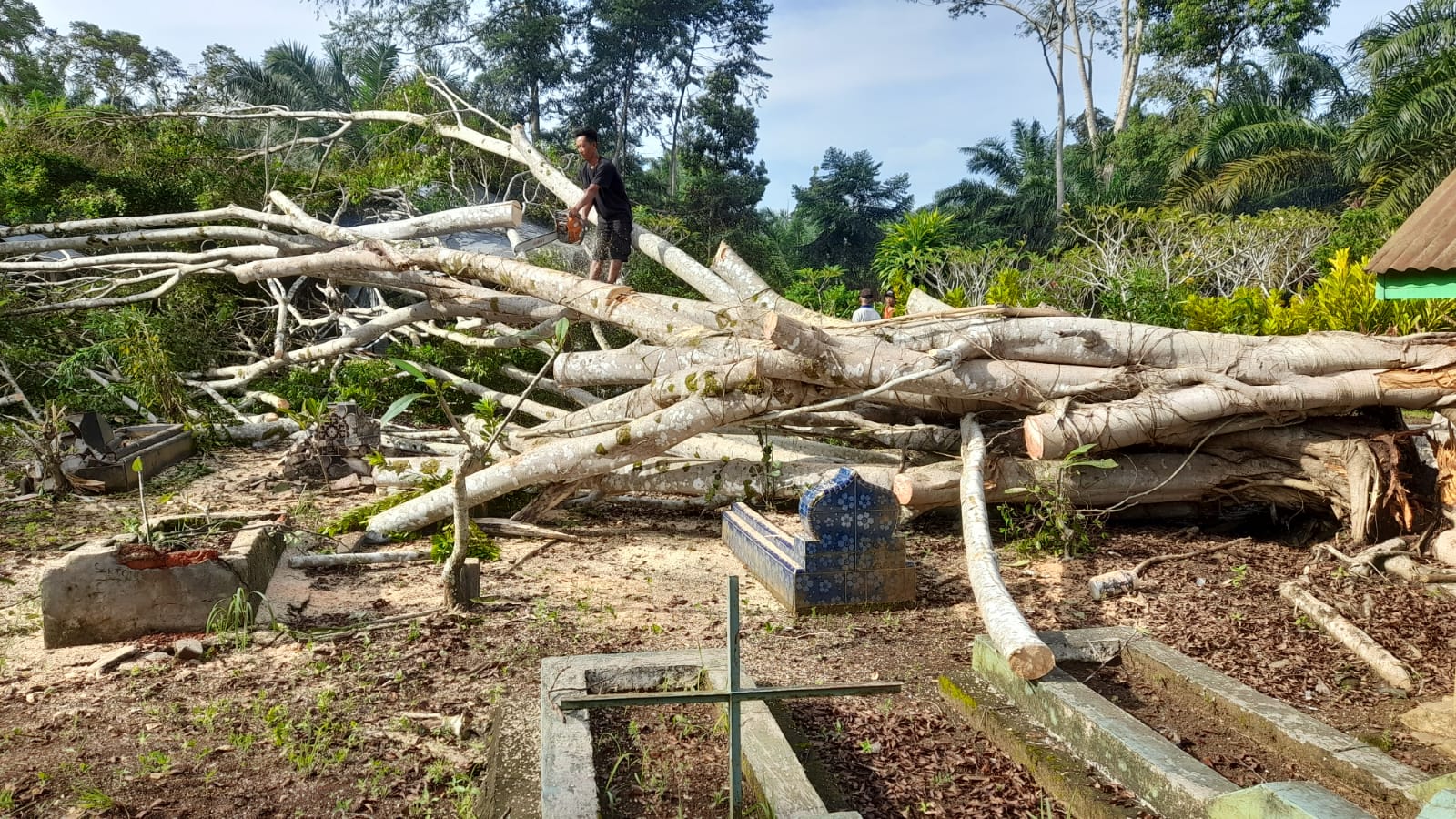 Kades Sido Makmur Imbau Warga Antisipasi Pohon Tumbang di Sekitar Rumah