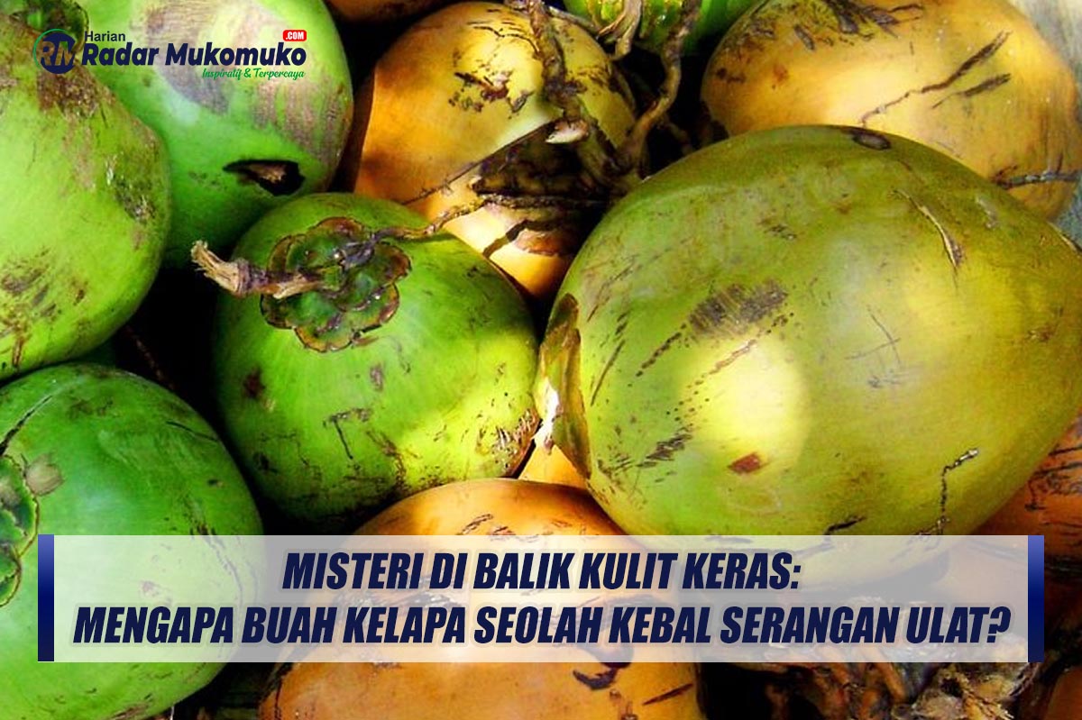 Misteri di Balik Kulit Keras: Mengapa Buah Kelapa Seolah Kebal Serangan Ulat?