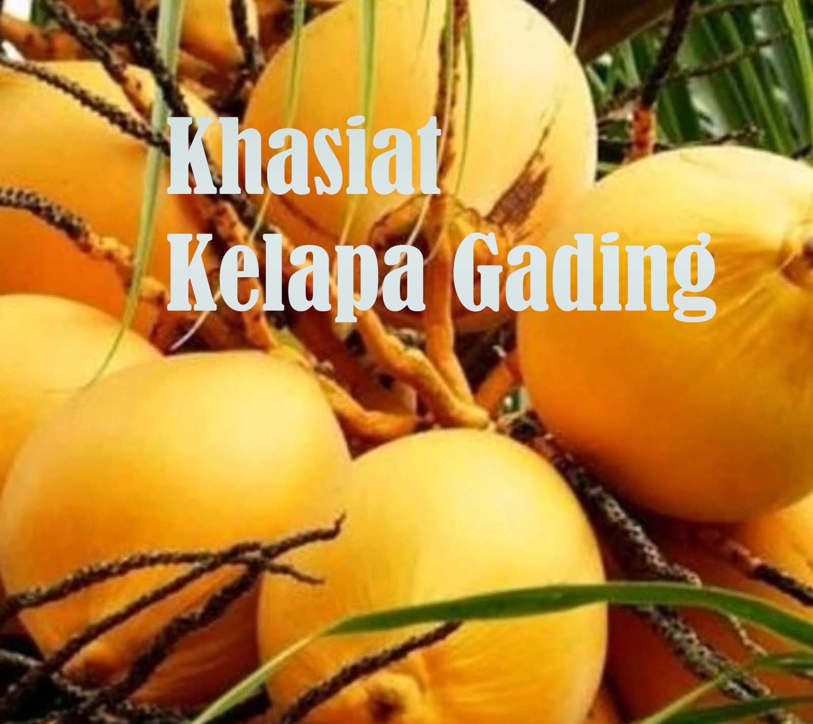 Lebih Dari Segar Dinikmati Airnya, Kelapa Gading Minuman Sehat Punya banyak Khasiat