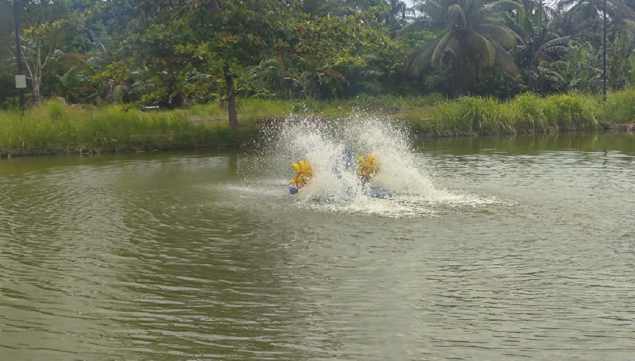 Gunakan Teknologi, Ikan di BBI Mukomuko Tetap Rawan Mati, Ini Penyebabnya