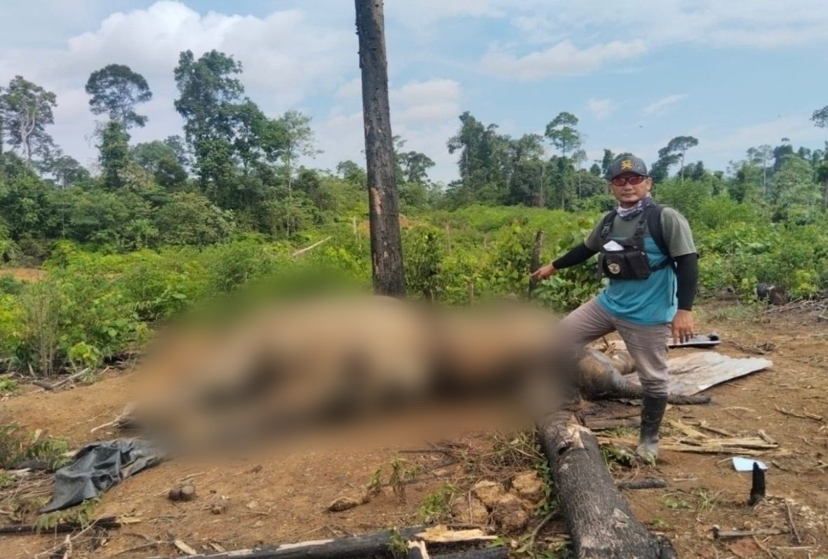 Polisi Selidiki Kematian Dua Gajah di Kawasan Hutan Mukomuko