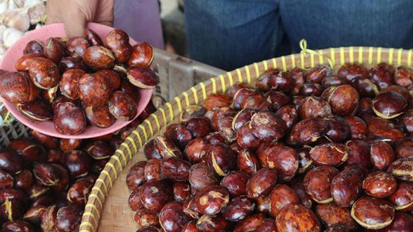 ﻿Jelang Nataru di Mukomuko, Jengkol Tancap Gas Tinggalkan Cabai Hijau