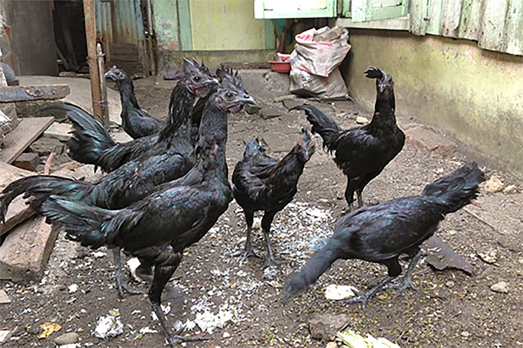 Mitos Ayam Cimahi Harganya Mencapai Puluhan Juta, Menolak Kesialan dan Kebebalan Tubuh