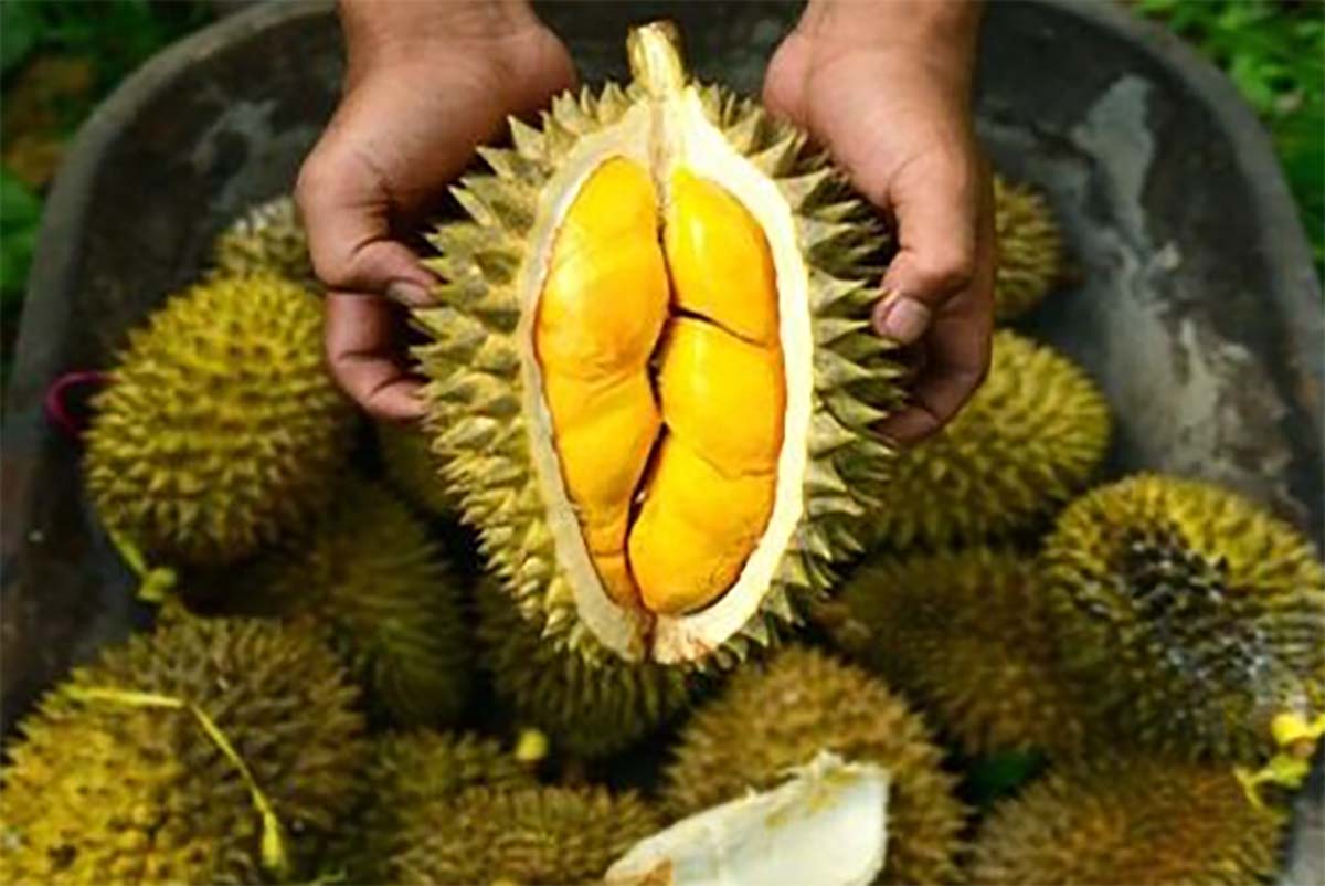 5 Tips Memilih Durian yang Bagus dan Manis, Jangan Sampai Zonk