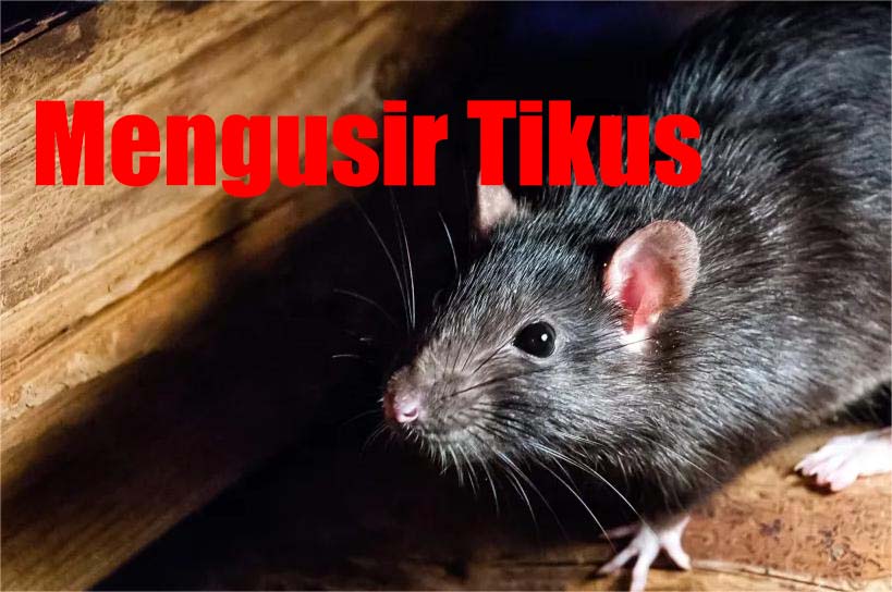 Mengusir Tikus dari Rumah Yang Efektif, Begini Caranya Yang Tidak Membahayakan 