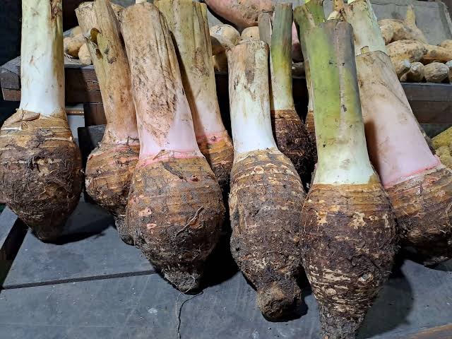 Ubi Talas, Pangan Lokal Kaya Manfaat yang Kembali Naik Daun