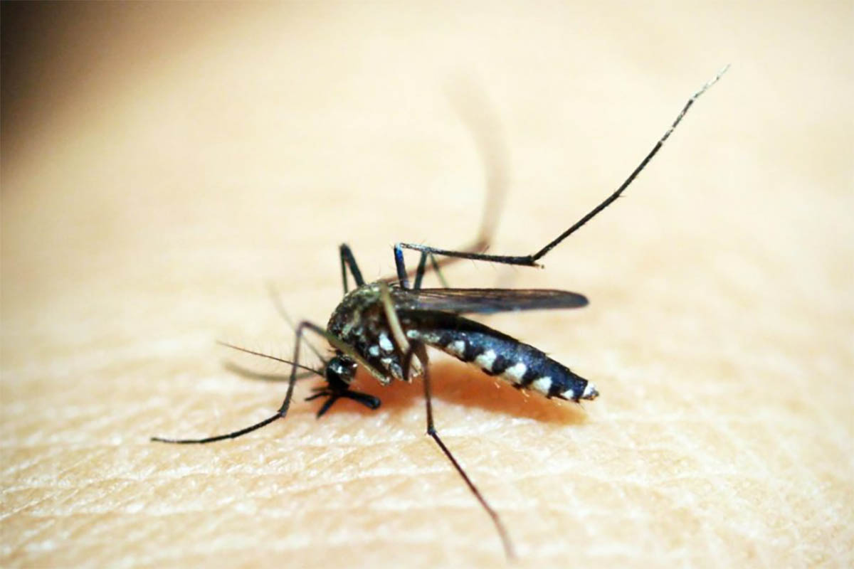 Fakta-fakta Tentang Nyamuk Wolbachia, Nyamuk Inovasi yang Menekan Penyebaran Virus Dengue Penyebab DBD