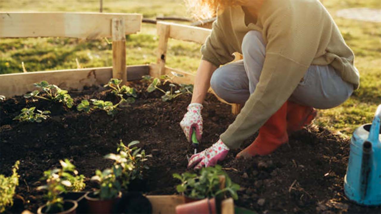 Cocok untuk Diterapkan di Desa Maupun Kota, Mari Mengenal Gaya Hidup Homesteading