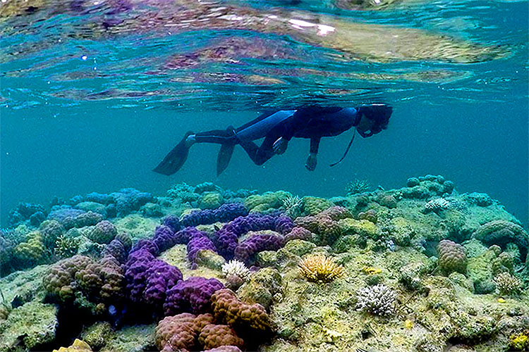 Pesona Alam Pulau Meoskun di Raja Ampat, Habitat Ribuan Kelelawar dan Juga Biota Laut 