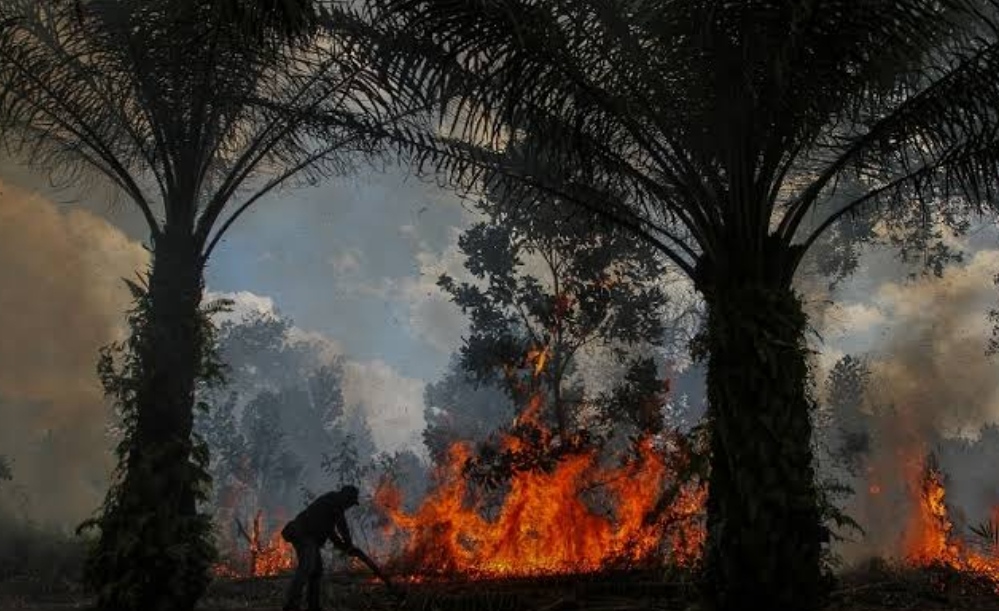 Ini Sisi Gelap Perkebunan Kelapa Sawit di Riau, Tak Seindah yang Diceritakan