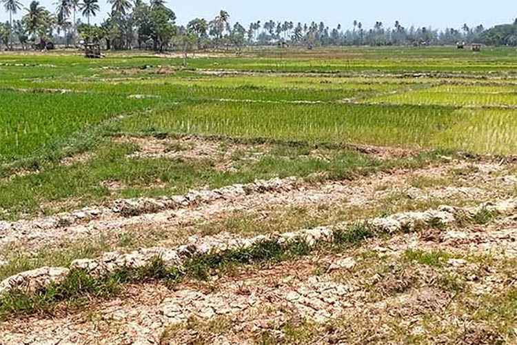 Dampak Kemarau, Petani Sawah Tadah Hujan Terancam Gagal Panen, Dipastikan Hasil Menurun