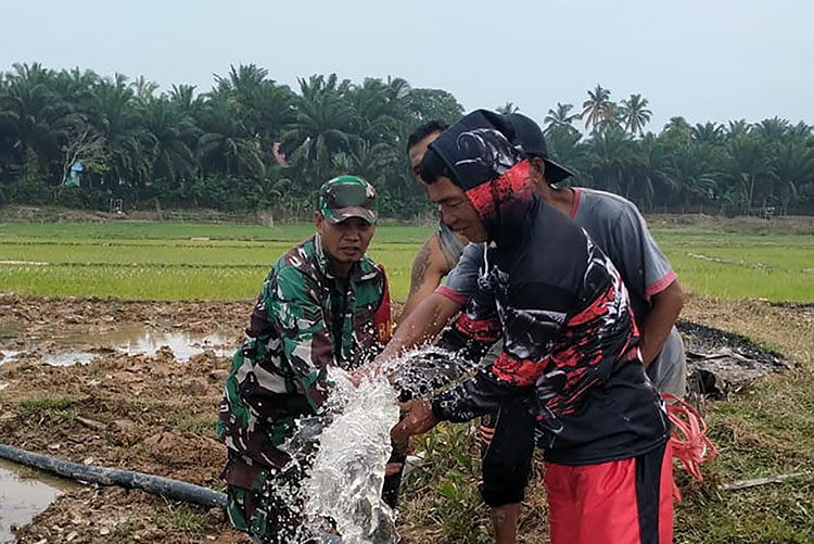 Aparatur Pemerintah Gotong Royong Entaskan Kekeringan Sawah di Ipuh, Petani Kembali Bergairah