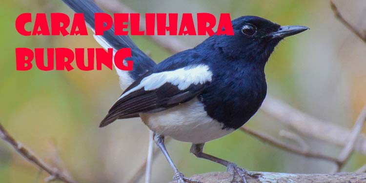 Cara Merawat Burung Peliharaan Supaya Rajin Berbunyi, Sangkar Menentukan