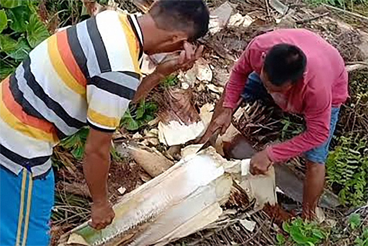 Ternyata Bongkol Sawit Enak Dimakan, Belum Percaya Yuk Dicoba  