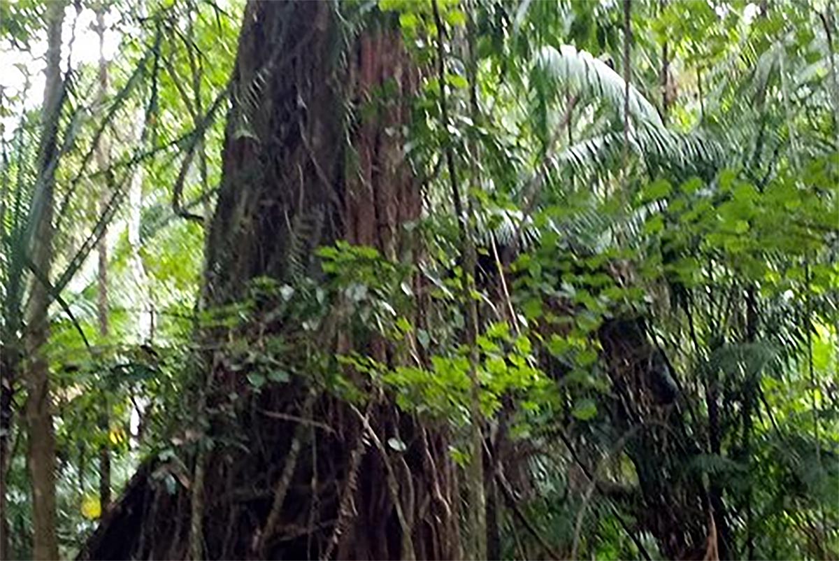 Tinggal di Hutan dan Bisa Menghilang Secara Cepat, Keberadaan Suku Oni Bertubuh Kerdil Masih Misterius