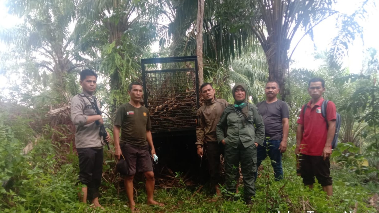 BKSDA Pasang Perangkap di Bukit Makmur