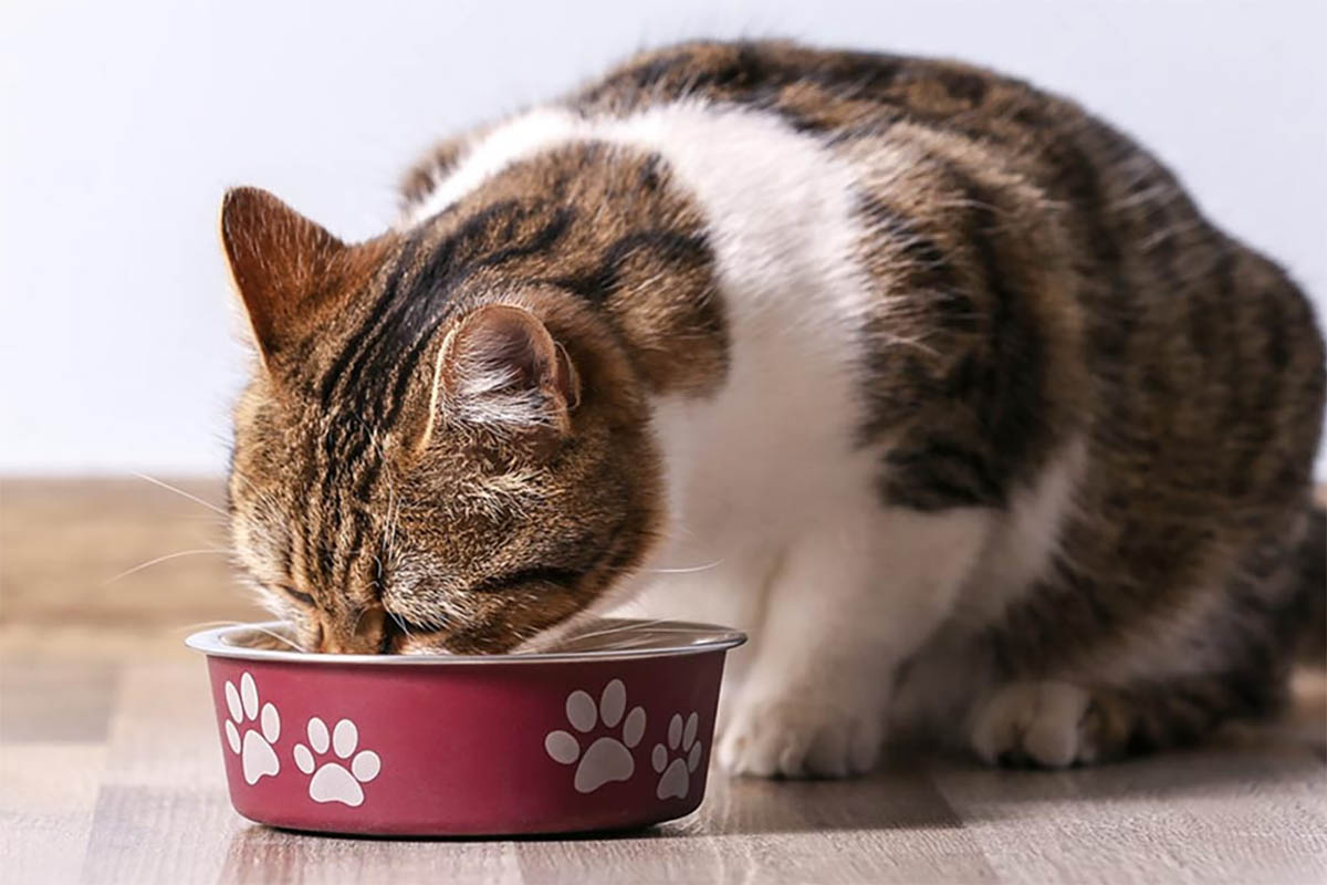 Tak Perlu Buang Duit, Bikin Makanan Kucing di Rumah Lebih Menyehatkan Begini Caranya