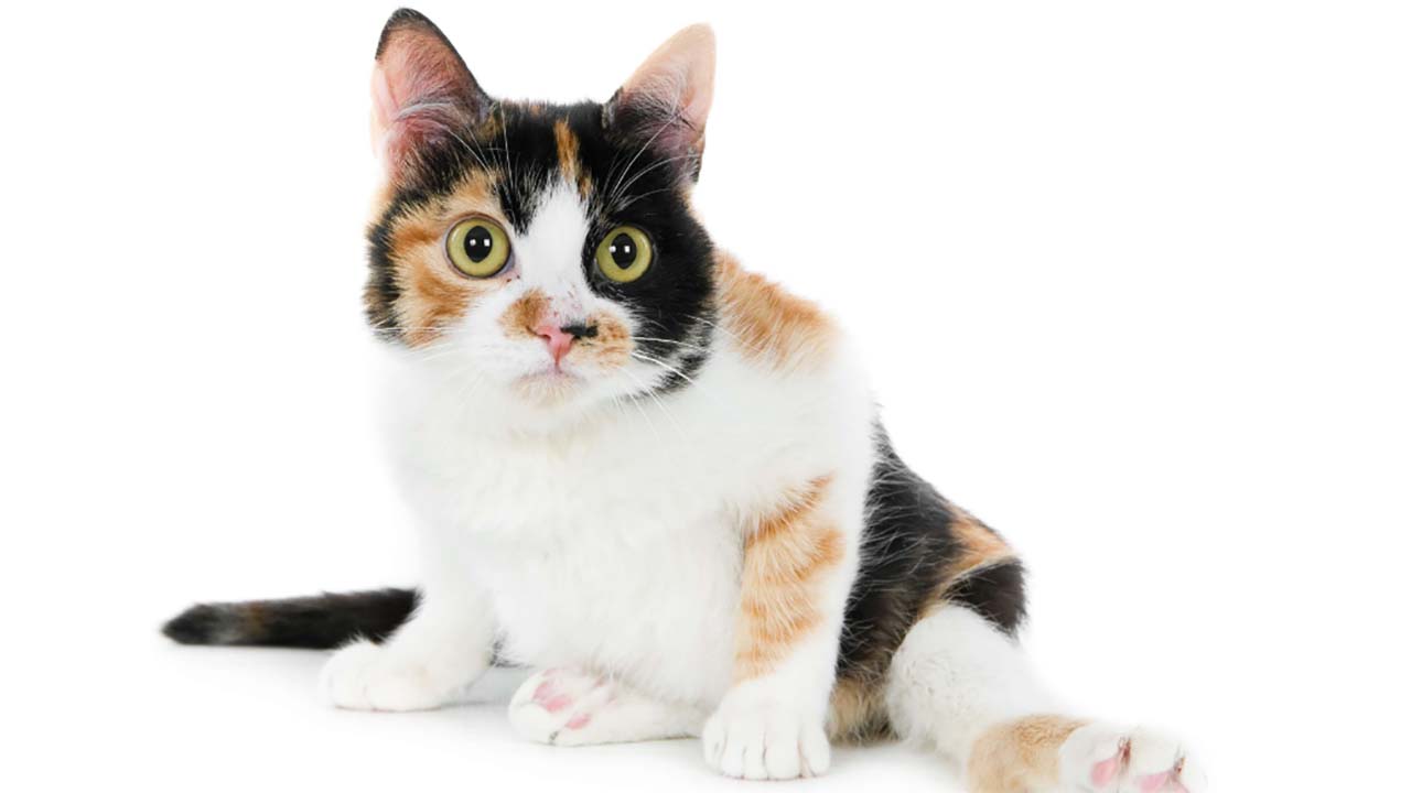 4 Fakta Unik Kucing Calico Si Pembawa Keberuntungan